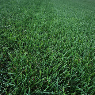 Партерный газон (Де-люкс) - фото - 7