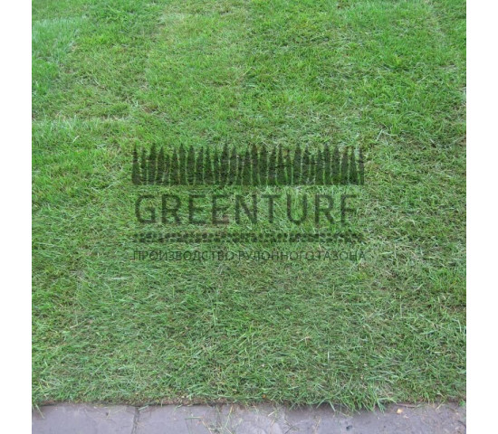 Устройство рулонного газона в частном доме - фото - 10