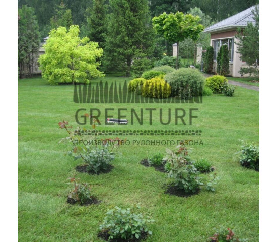 Устройство рулонного газона в частном доме - фото - 8