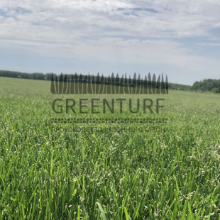 Городской газон (Эконом) - фото - 3