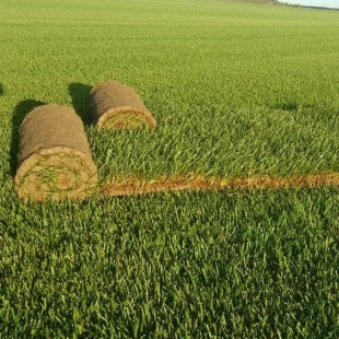 Универсальный газон (Стандартный) - фото - 9